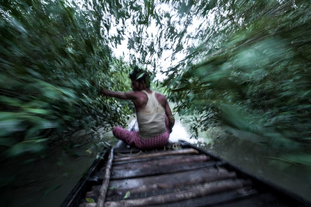 A fisherman rows a narrow wooden boat through the dense mangrove forest of the Sundarbans, navigating calm waterways.