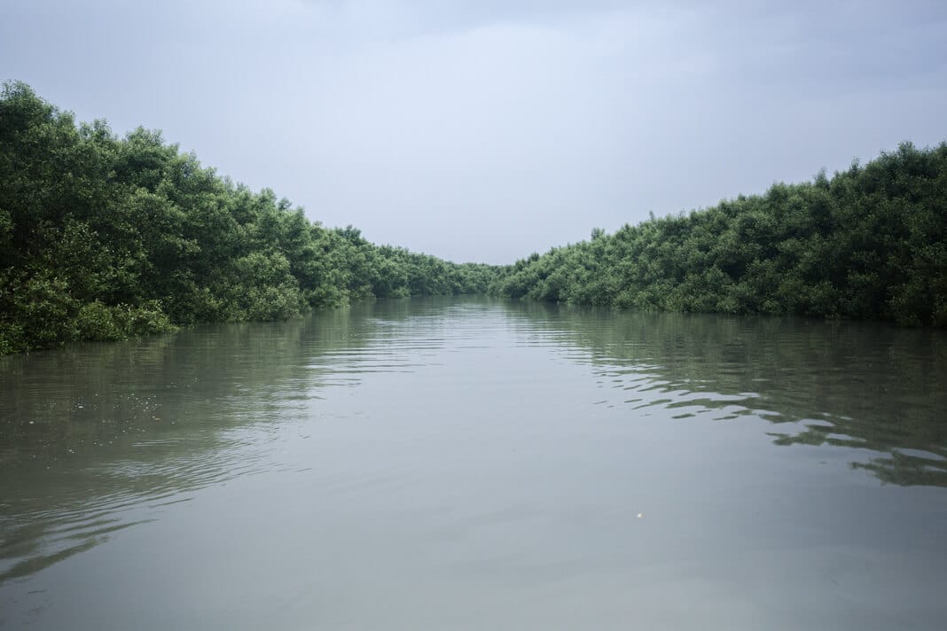 A wide view of a lush mangrove stretch in the Sundarbans delta, showing dense greenery rising above tidal waters.