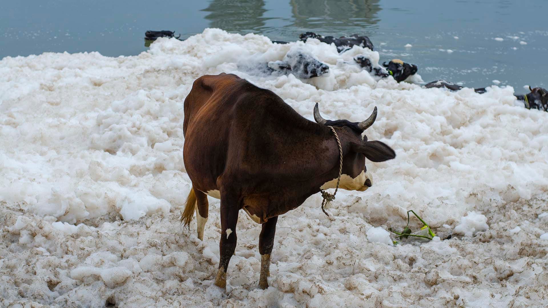 A cow stands surrounded by thick, polluted foam on the banks of the Yamuna River in Delhi, where severe contamination has turned the river into a frothy drain.