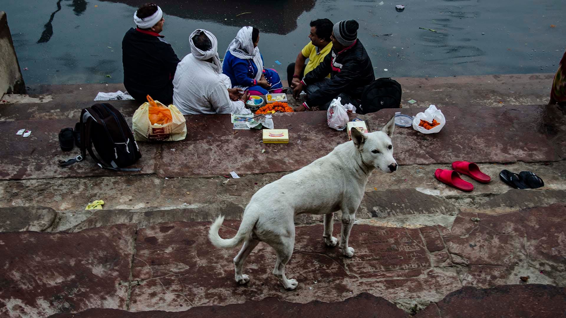 A group of people sit on the Yamuna River steps, preparing offerings and prayers, while a stray dog stands nearby, reflecting India’s deep spiritual connection to rivers.