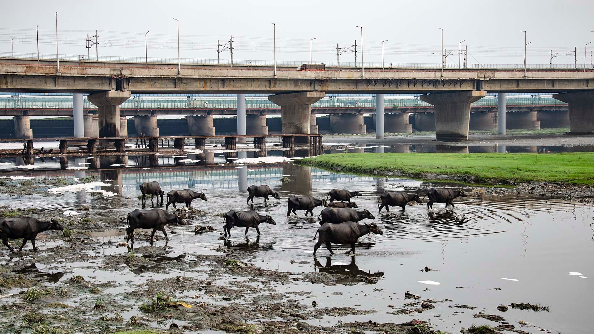 A herd of buffalo walks through the polluted, foam-covered Yamuna River in Delhi, reflecting the severe contamination that has transformed the river into a gutter-like flow.